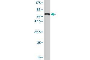 Western Blot detection against Immunogen (65. (TCF4 Antikörper  (AA 1-365))