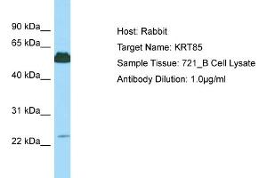 Host: Rabbit Target Name: KRT85 Sample Type: 721_B Whole Cell lysates Antibody Dilution: 1. (Keratin 85 Antikörper  (C-Term))