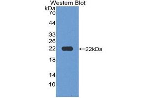 Western Blotting (WB) image for anti-Microfibrillar Associated Protein 2 (MFAP2) (AA 6-162) antibody (ABIN2119620) (MFAP2 Antikörper  (AA 6-162))