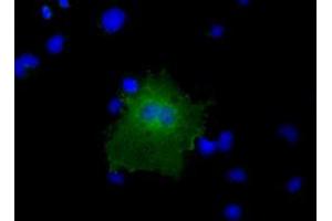 Immunofluorescence (IF) image for anti-COBW Domain Containing 1 (CBWD1) antibody (ABIN1497116) (CBWD1 Antikörper)