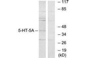 Western blot analysis of extracts from HeLa cells, using 5-HT-5A Antibody.
