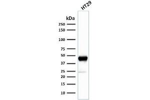 Western Blot Analysis of human HT29 cell lysate using Cytokeratin 20 (KRT20) Mouse Monoclonal Antibody (SPM140). (KRT20 Antikörper  (AA 196-323))