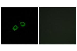 Immunofluorescence (IF) image for anti-ADP-Ribosylation Factor Guanine Nucleotide-Exchange Factor 2 (Brefeldin A-Inhibited) (ARFGEF2) (C-Term) antibody (ABIN1850946) (ARFGEF2 Antikörper  (C-Term))
