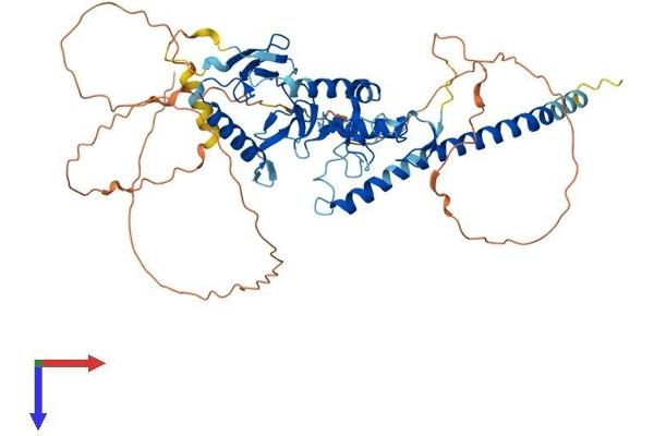 RNF217 Protein (AA 1-515) (His tag)