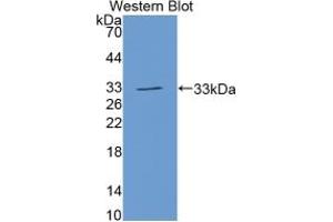 Western Blotting (WB) image for Growth Differentiation Factor 11 (GDF11) ELISA Kit (ABIN6720581)