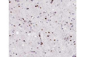 ABIN6266714 at 1/100 staining human brain tissue sections by IHC-P. (MED14 Antikörper  (Internal Region))