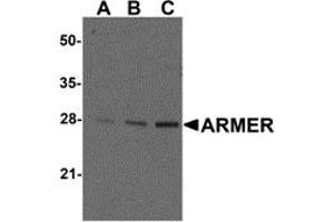 Western Blotting (WB) image for anti-ADP-Ribosylation Factor-Like 6 Interacting Protein 1 (ARL6IP1) (C-Term) antibody (ABIN1030256) (ARL6IP1 Antikörper  (C-Term))