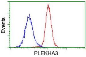 Image no. 2 for anti-Pleckstrin Homology Domain Containing Family A3 (PLEKHA3) antibody (ABIN1500274) (PLEKHA3 Antikörper)