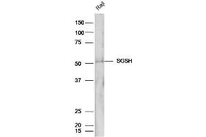Raji cell lysates probed with Anti-SGSH/Sulphamidase Polyclonal Antibody, Unconjugated (ABIN1386573) at 1:300 in 4˚C. (SGSH Antikörper  (AA 301-388))