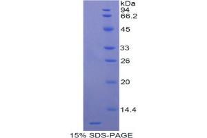 SDS-PAGE analysis of Rat Apolipoprotein C3 Protein.