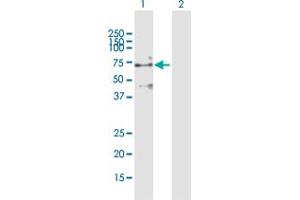 Western Blot analysis of PDE9A expression in transfected 293T cell line by PDE9A MaxPab polyclonal antibody. (PDE9A Antikörper  (AA 1-533))