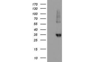 Western Blotting (WB) image for anti-Neuroplastin (NPTN) antibody (ABIN1499812) (NPTN Antikörper)