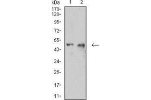 Western blot analysis using CD54 mouse mAb against C6 (1) and HUVEC (2) cell lysate.