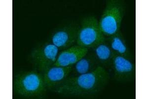 IF analysis of Eg5/KIF11 using anti-Eg5/KIF11 antibody (ABIN7600277).