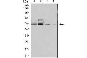 Western blot analysis using PSMC3 mouse mAb against COS7 (1), C6 (2), Hela (3), and A431 (4) cell lysate. (PSMC3 Antikörper  (AA 53-152))