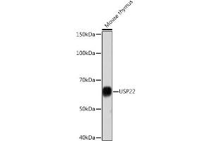 Western blot analysis of extracts of Mouse thymus, using USP22 Rabbit mAb (ABIN7271150) at 1:1000 dilution. (USP22 Antikörper)