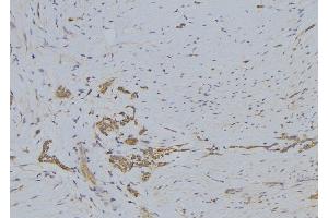 ABIN6272444 at 1/100 staining Human lung tissue by IHC-P. (SERINC3 Antikörper  (C-Term))