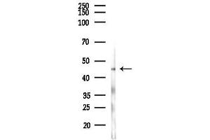 Western blot analysis of lysates from PC12 cells(UV,30 min treatment), using CKII alpha Antibody at 1/1000 dilution.