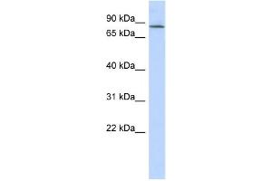 Western Blotting (WB) image for anti-Amyloid beta (A4) Precursor Protein-Binding, Family B, Member 2 (APBB2) antibody (ABIN2459943)