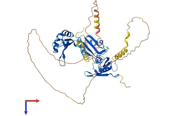 CELF3 Protein (AA 1-465) (His tag)