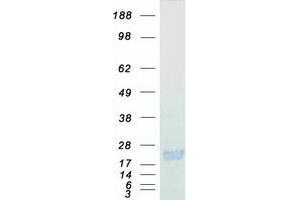 Validation with Western Blot (Peroxiredoxin 1 Protein (PRDX1) (Transcript Variant 2) (Myc-DYKDDDDK Tag))