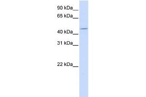 WB Suggested Anti-ZNF529 Antibody Titration:  0. (ZNF529 Antikörper  (Middle Region))