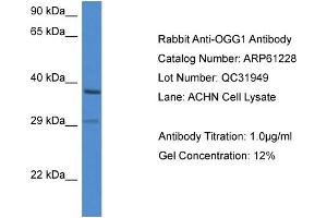 Western Blotting (WB) image for anti-8-Oxoguanine DNA Glycosylase (OGG1) (C-Term) antibody (ABIN2788728) (OGG1 Antikörper  (C-Term))