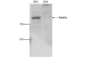 Western Blot of anti-Setd1a antibody Western Blot results of Rabbit anti-Setd1a antibody. (SETD1A Antikörper  (Internal Region, N-Term))