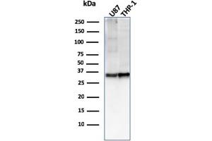 Western Blot Analysis of U87, THP-1 cell lysate using CD47 Mouse Monoclonal Antibody (IAP/2937). (CD47 Antikörper  (AA 18-135))