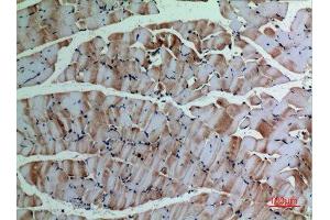 Immunohistochemistry (IHC) analysis of paraffin-embedded Mouse Muscle, antibody was diluted at 1:100. (alpha-SMA (C-Term) Antikörper)