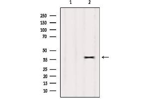 Western blot analysis of extracts from Mouse brain, using OR7E24 Antibody. (OR7E24 Antikörper)