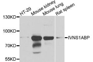 Western blot analysis of extracts of various cells, using IVNS1ABP antibody.