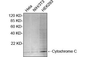 Western blot analysis of cell lysates using Rabbit Anti-Cytochrome C Polyclonal Antibody (ABIN399012, 2 µg/mL) The signal was developed with IRDyeTM 800 Conjugated Goat Anti-Rabbit IgG. (Cytochrome C Antikörper  (N-Term))