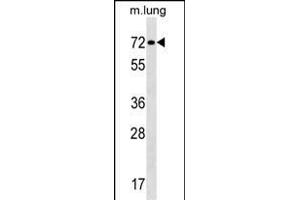 Western Blotting (WB) image for anti-Transcription Factor E3 (TFE3) (AA 1-30), (N-Term) antibody (ABIN1538859)