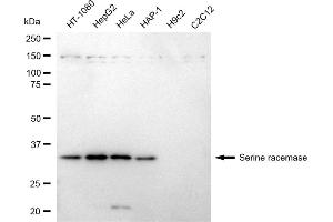 Western blotting analysis using Serine racemase antibody (ABIN7800303). (Rekombinanter SRR Antikörper)