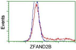 Image no. 2 for anti-Zinc Finger, AN1-Type Domain 2B (ZFAND2B) antibody (ABIN1501801) (ZFAND2B Antikörper)