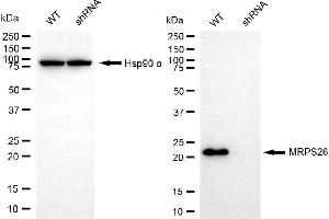 Western blotting analysis using MRPS26 antibody (ABIN7799434).