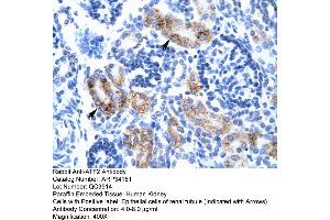 Human kidney (ATF2 Antikörper  (C-Term))