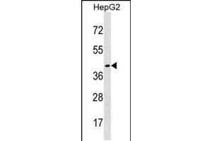 Western blot analysis in HepG2 cell line lysates (35ug/lane). (desert Hedgehog Antikörper  (AA 195-223))