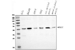 Western blot analysis of P38 Gamma/MAPK12 using anti-P38 Gamma/MAPK12 antibody (ABIN7600727).