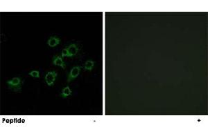Immunofluorescence analysis of A-549 cells, using LILRA1 polyclonal antibody . (LILRA1 Antikörper)