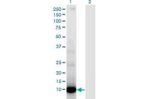 Western Blot analysis of DEFA6 expression in transfected 293T cell line by DEFA6 monoclonal antibody (M01), clone 2D2.