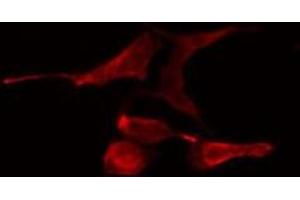 ABIN6275792 staining NIH-3T3 cells by IF/ICC. (TRAF4 Antikörper  (Internal Region))