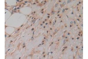 Immunohistochemistry (IHC) image for anti-Prokineticin 2 (PROK2) (AA 30-128) antibody (ABIN7431077)
