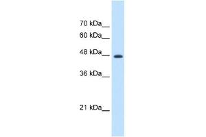 EEF1G antibody used at 1. (EEF1G Antikörper  (N-Term))