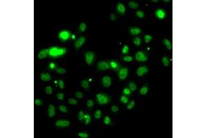 Immunofluorescence analysis of U2OS cells using PMS2 antibody.
