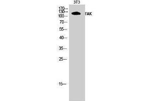 Western Blotting (WB) image for anti-PTK2 Protein tyrosine Kinase 2 (PTK2) (Thr451) antibody (ABIN6284357)
