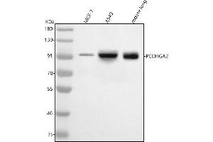 Western blot analysis of PCDHGA2 using anti-PCDHGA2 antibody (ABIN7599967).