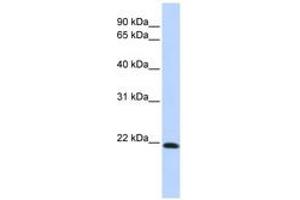 Image no. 1 for anti-Claudin 7 (CLDN7) (C-Term) antibody (ABIN6742399) (Claudin 7 Antikörper  (C-Term))