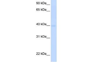 WB Suggested Anti-SLC25A36 Antibody Titration:  0. (SLC25A36 Antikörper  (N-Term))
